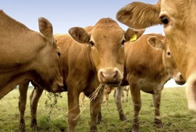 Cattle
