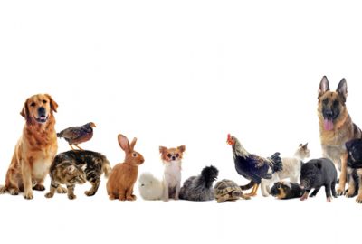 Vakcinos ir veterinariniai produktai