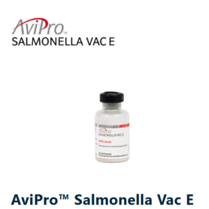 AviPro SALMONELLA VAC E – Salmonella Enteritidis gyva vakcina paukščiams (Elanco)